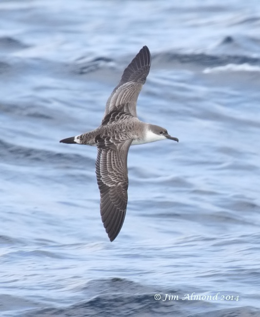 Great Shearwater upperwing  Scilly Pelagic 8 8 14 IMG_7828